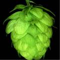hops picture 5
